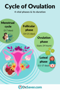 Ovulation confirmation test: Understanding the key to fertility ...